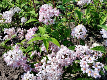 Blüte Rosen Deutzie Deutzia hybrida Mont Rose